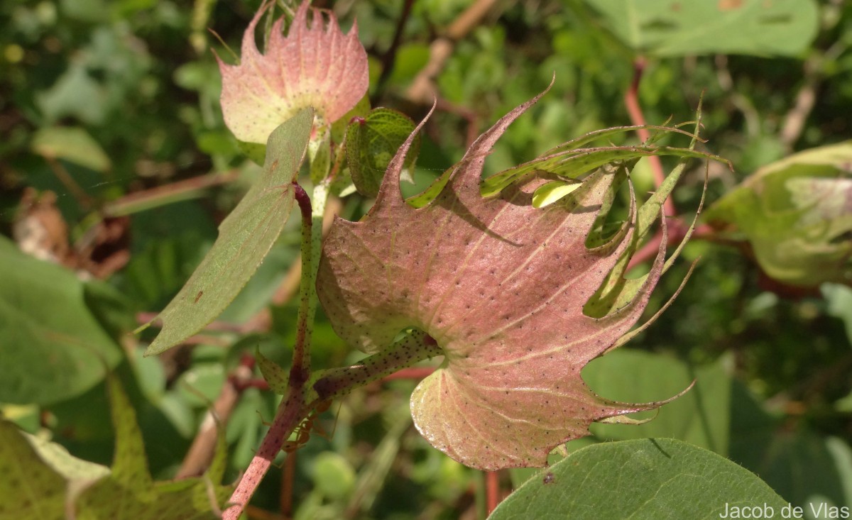 Gossypium hirsutum L.